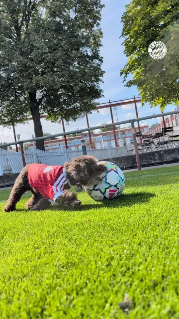 🐾 FC Bayern kit on, dribbling like a real pro – Dog Day content doesn’t get better than this ❤️